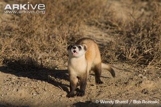 Illustration for article titled Monday Mustelid - Mustela nigripes Edition